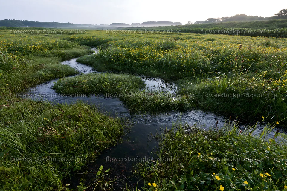 Dew on grass in Niigata floodplain restoration meadow – flower stock photos 9722x6480
