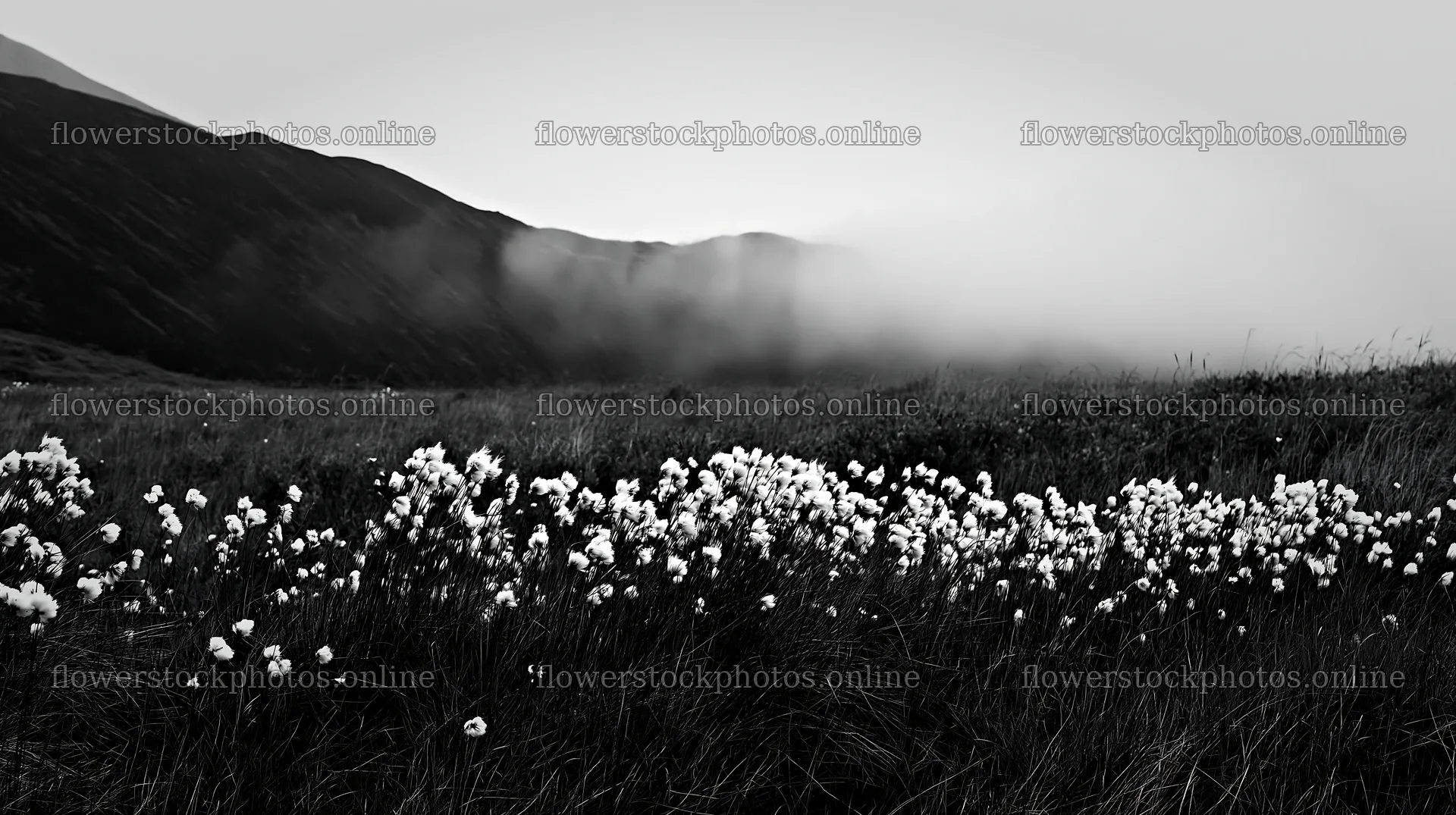 Meadow with seedheads and distant mountains covered in fog – flower stock photos 10608x5938