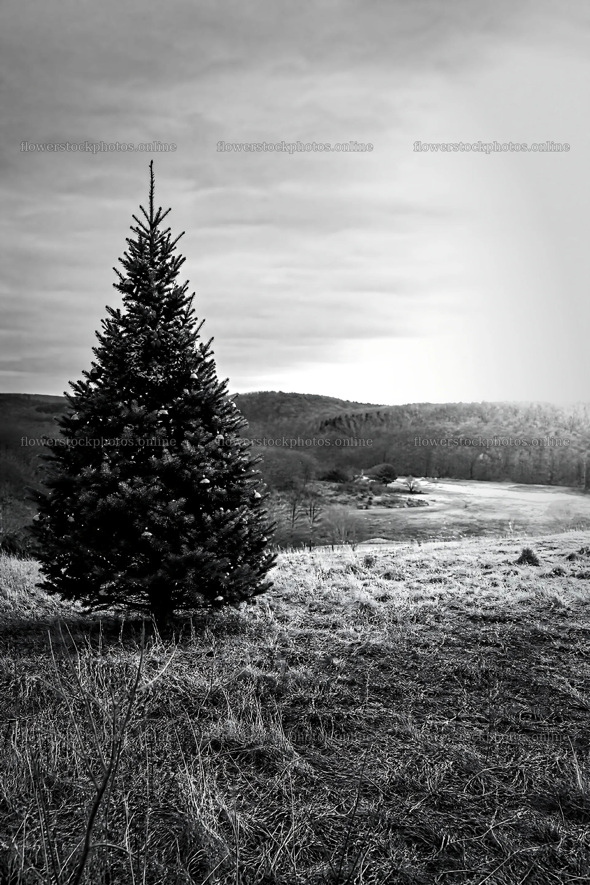 Vibrant Christmas tree standing in meadow under winter sunlight – flower stock photos 6480x9722