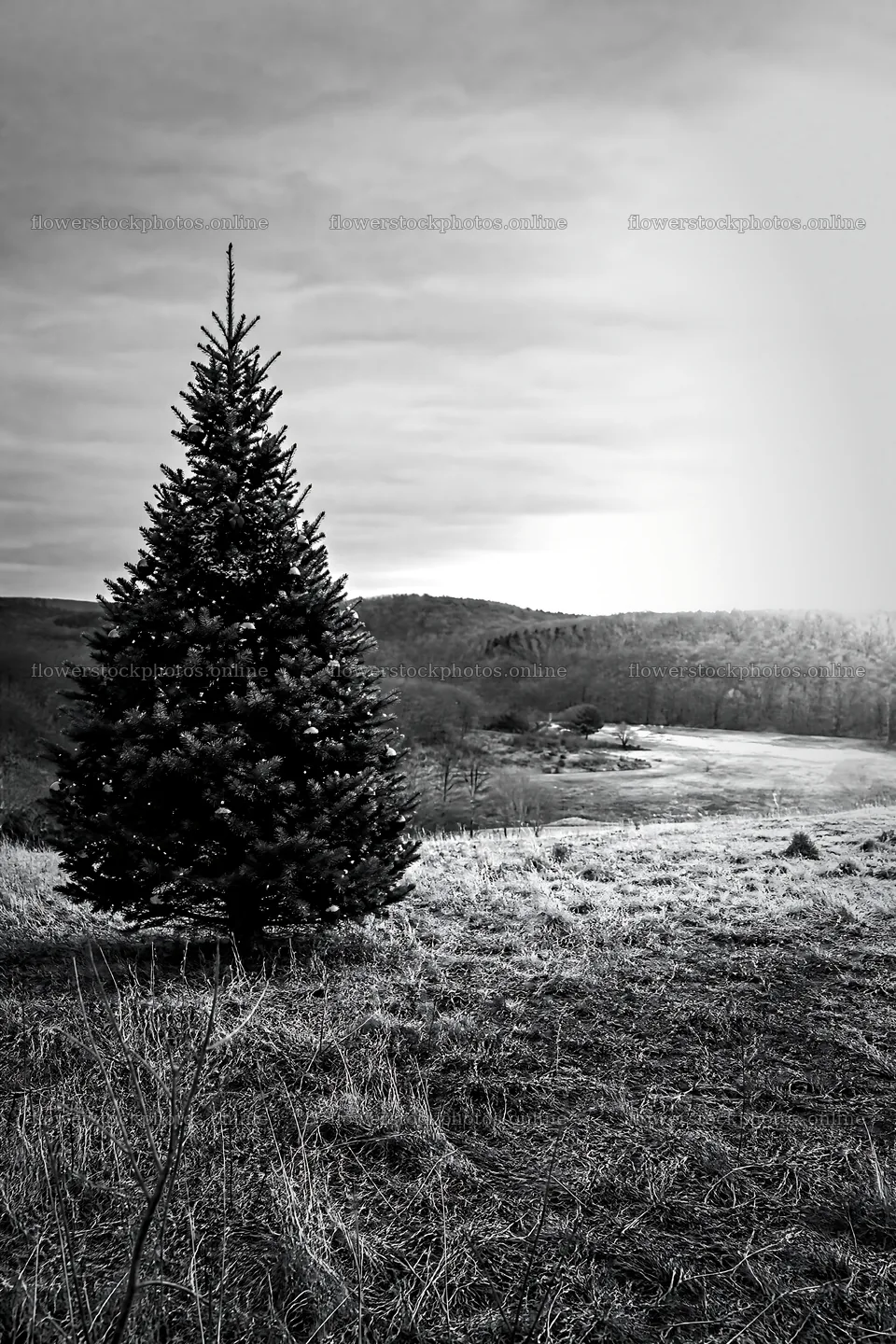 Vibrant Christmas tree standing in meadow under winter sunlight – flower stock photos 6480x9722