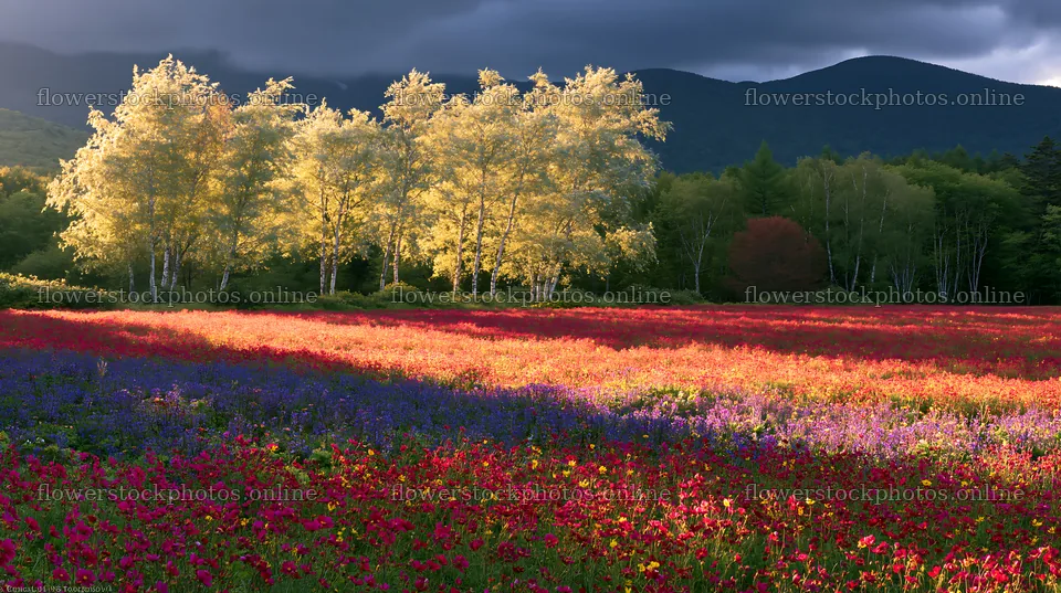 Christmas garlands across meadow landscape under cloudy sunbeams – flower stock photos 10608x5938