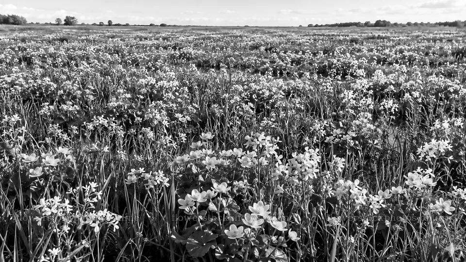 Black and White Wildflower Meadow – flower stock photos 10324x5812