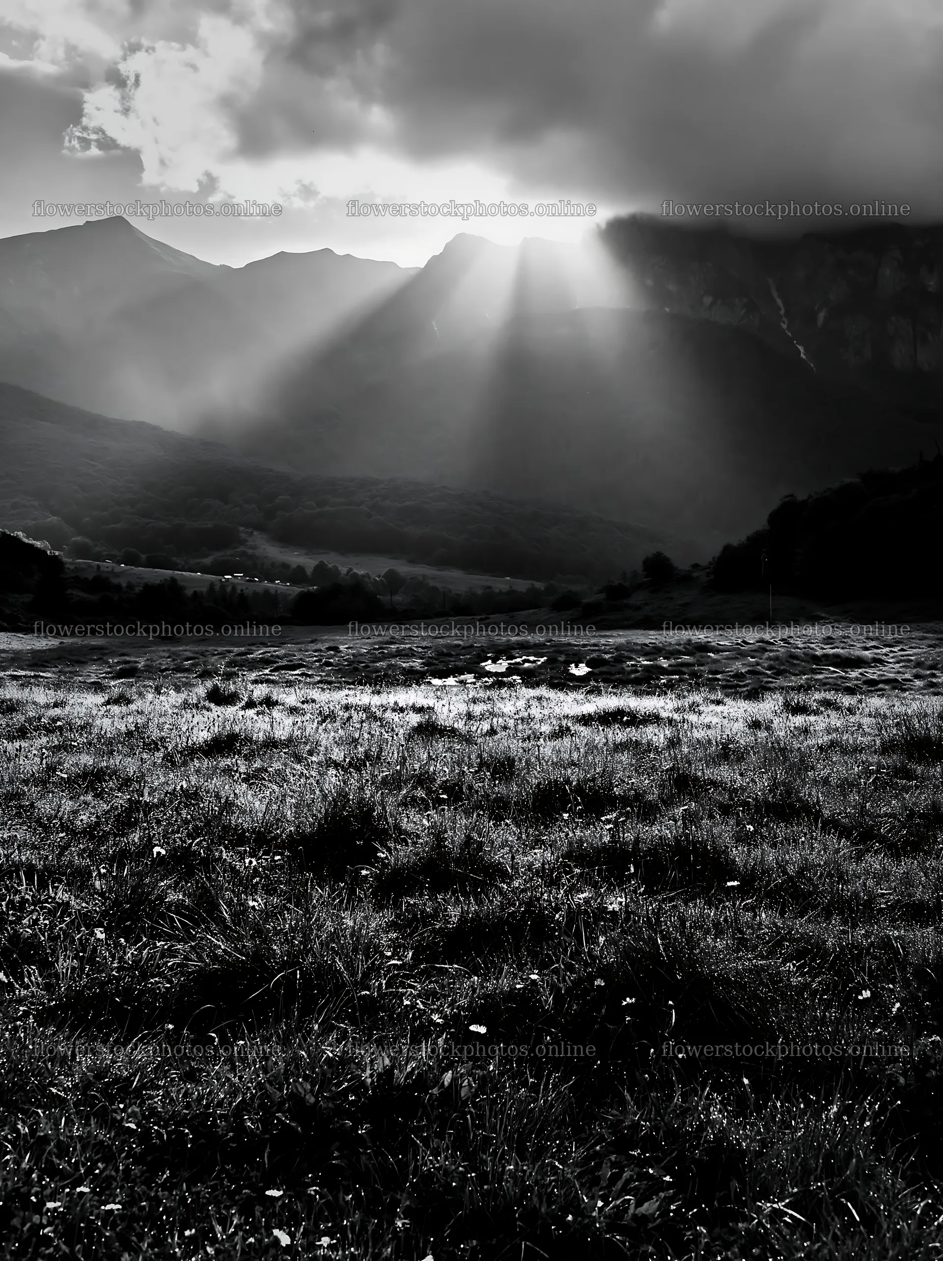 Light rays in meadow at Bucegi Mountains – flower stock photos 6866x9174