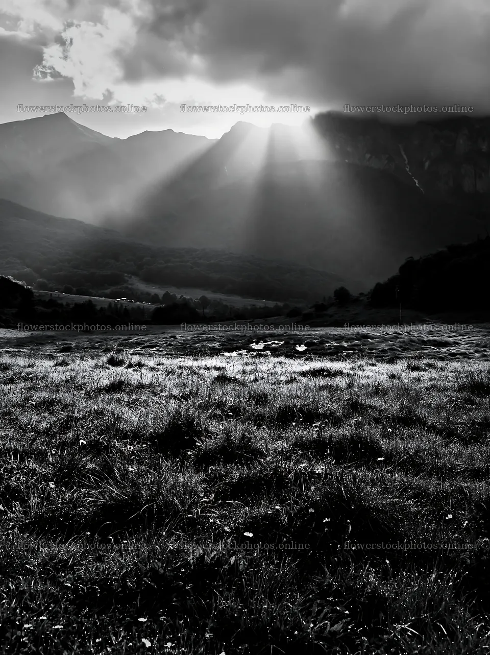 Light rays in meadow at Bucegi Mountains – flower stock photos 6866x9174
