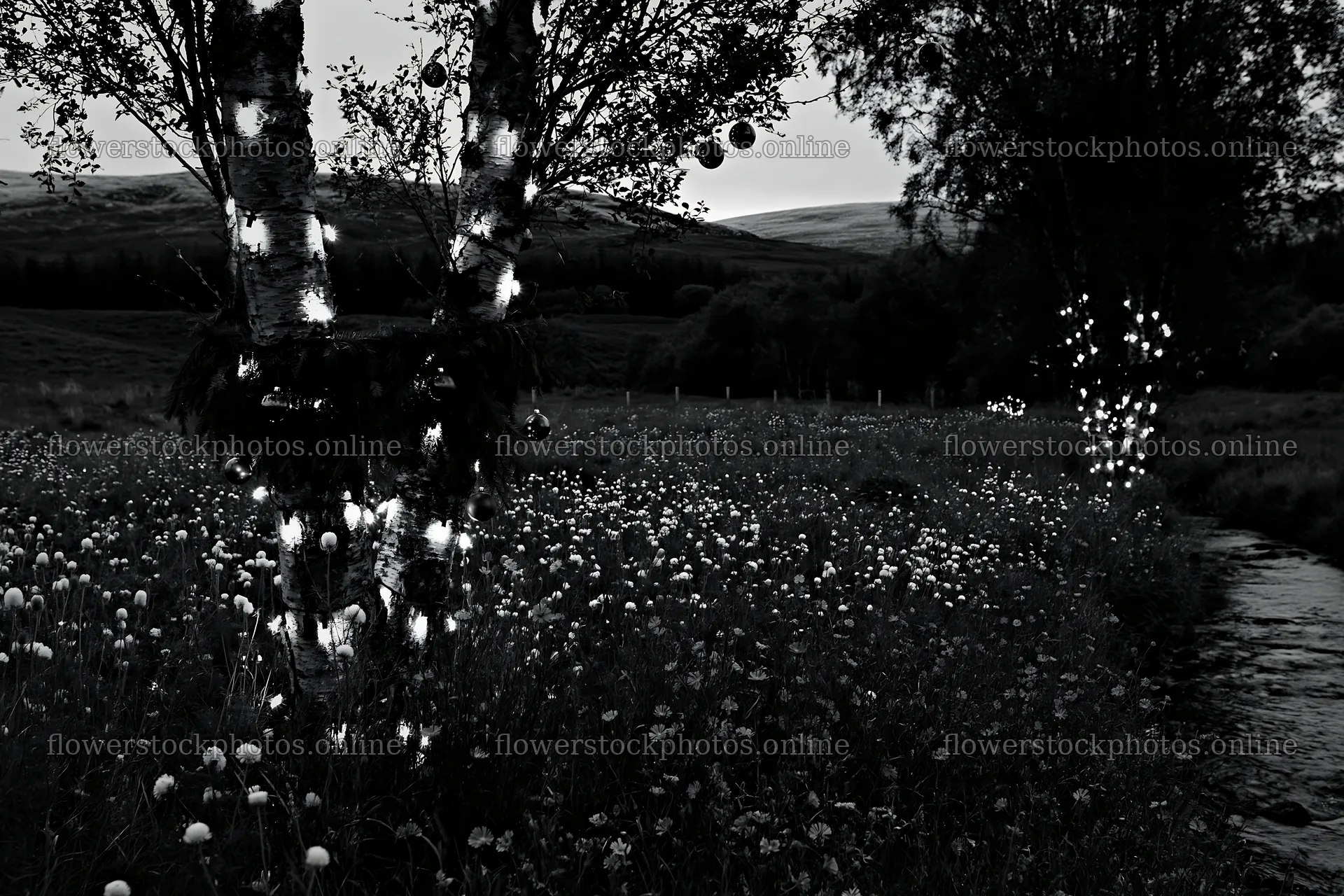 Christmas lights beside stream in meadow at dusk – flower stock photos 9722x6480