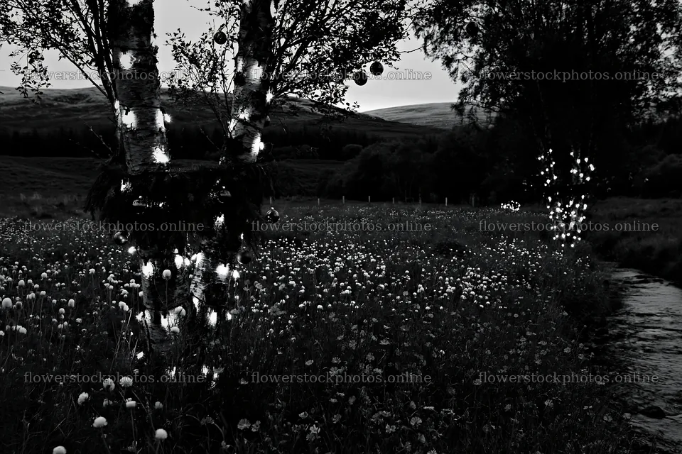 Christmas lights beside stream in meadow at dusk – flower stock photos 9722x6480