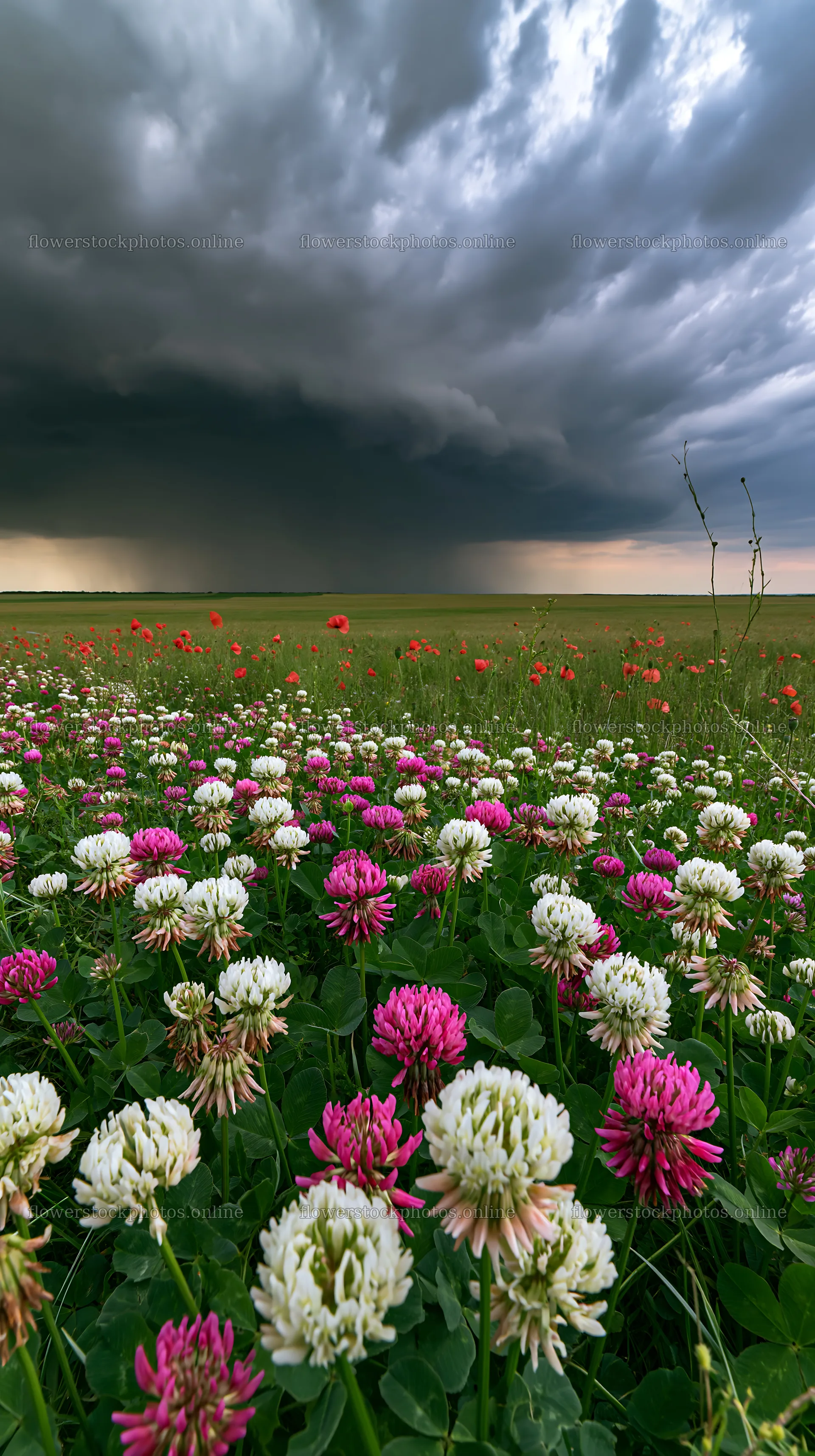 Colorful clover meadow under a cloudy sky at dusk – flower stock photos 5938x10608