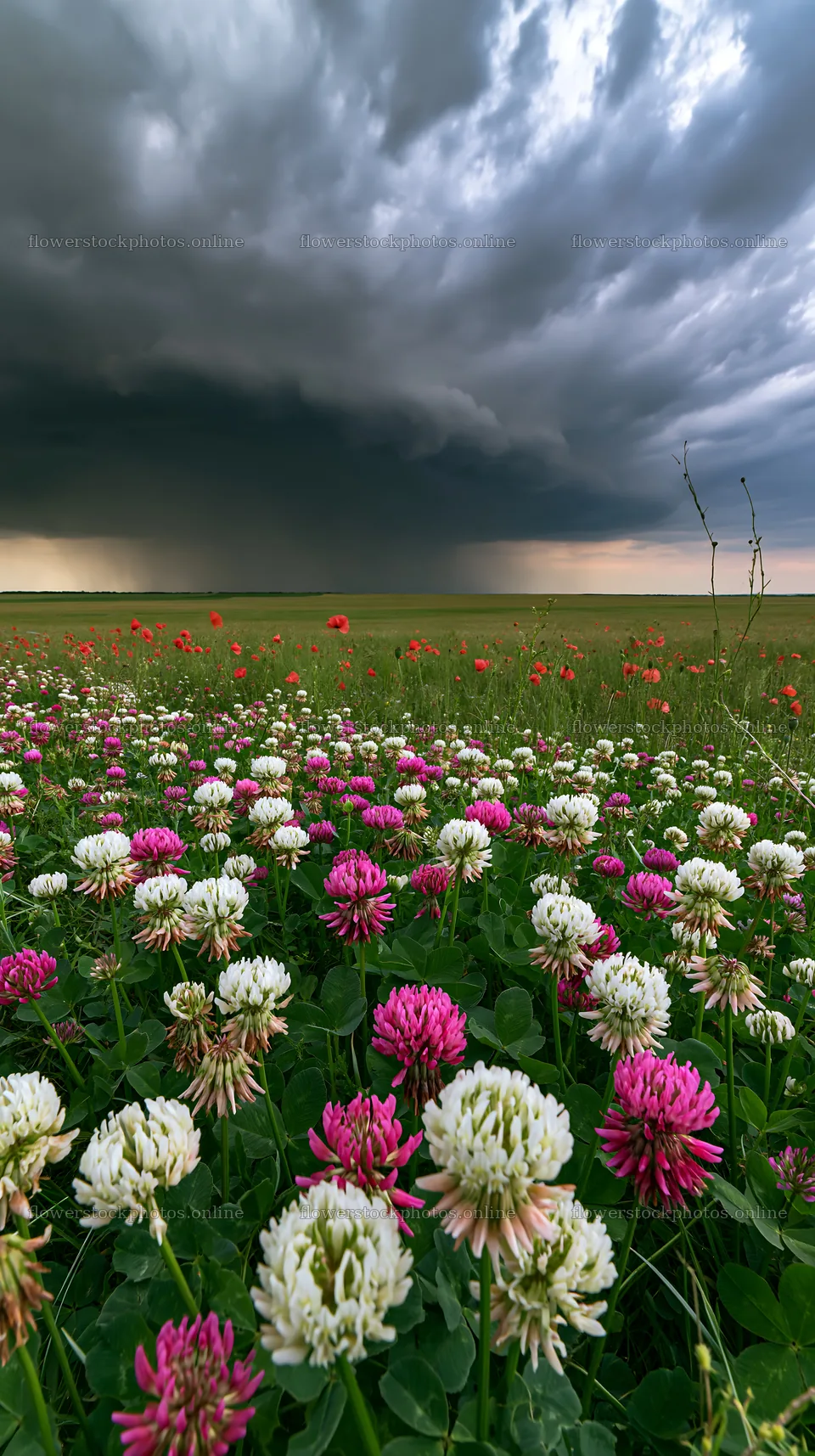 Colorful clover meadow under a cloudy sky at dusk – flower stock photos 5938x10608
