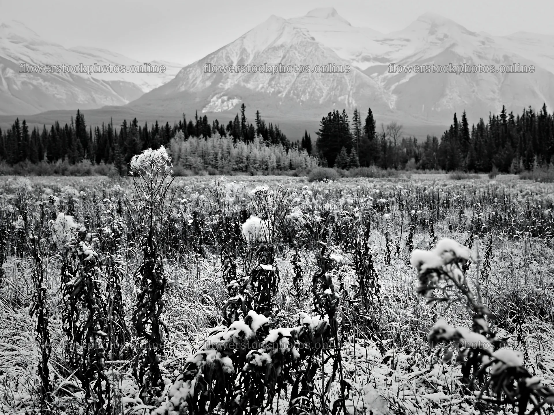 Banff meadow with snowy mountains in the background – flower stock photos 9174x6866