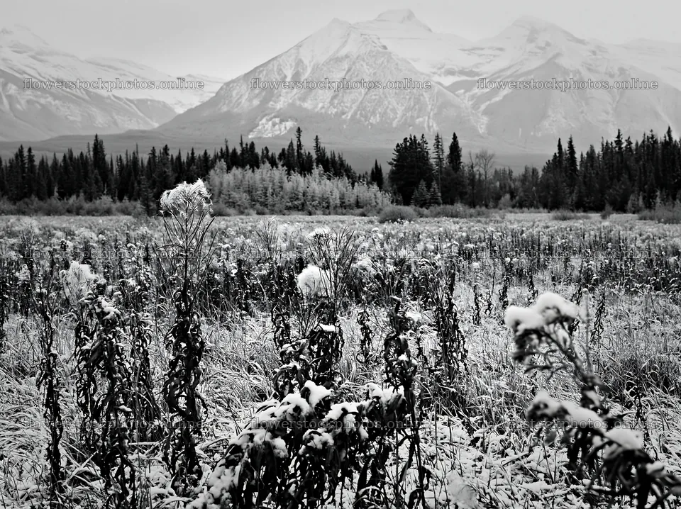 Banff meadow with snowy mountains in the background – flower stock photos 9174x6866
