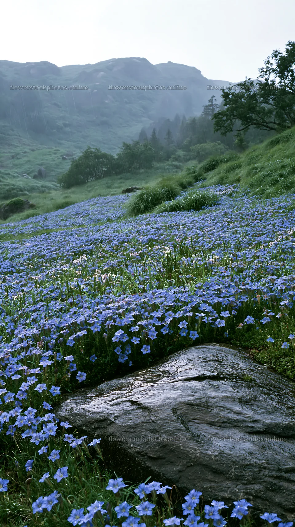 Hiroshima rainy meadow smooth rock foreground displays flowers – flower stock photos 5938x10608