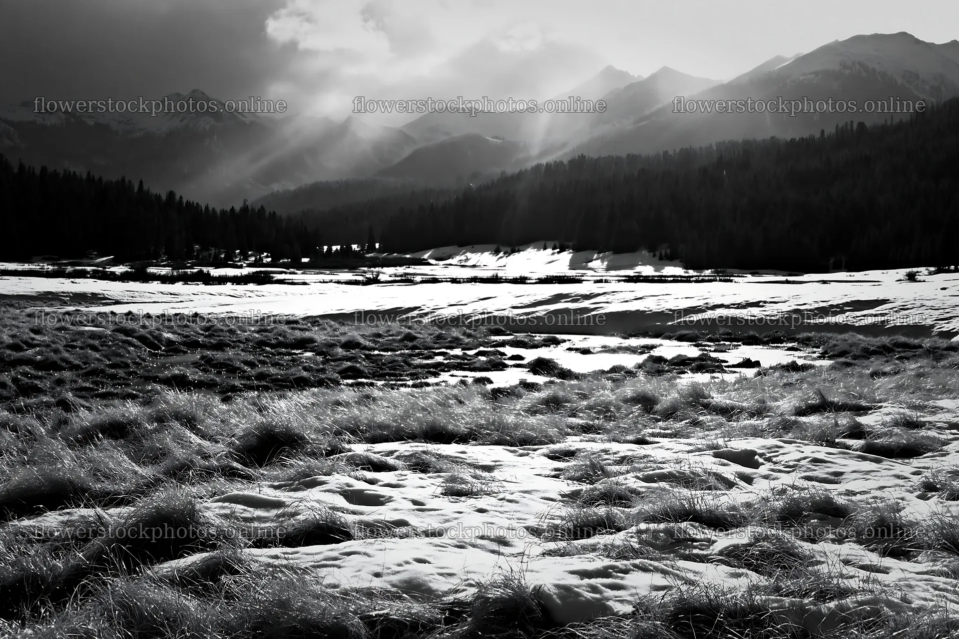 Snowbound meadow with mountains and clouds in black and white – flower stock photos 9722x6480