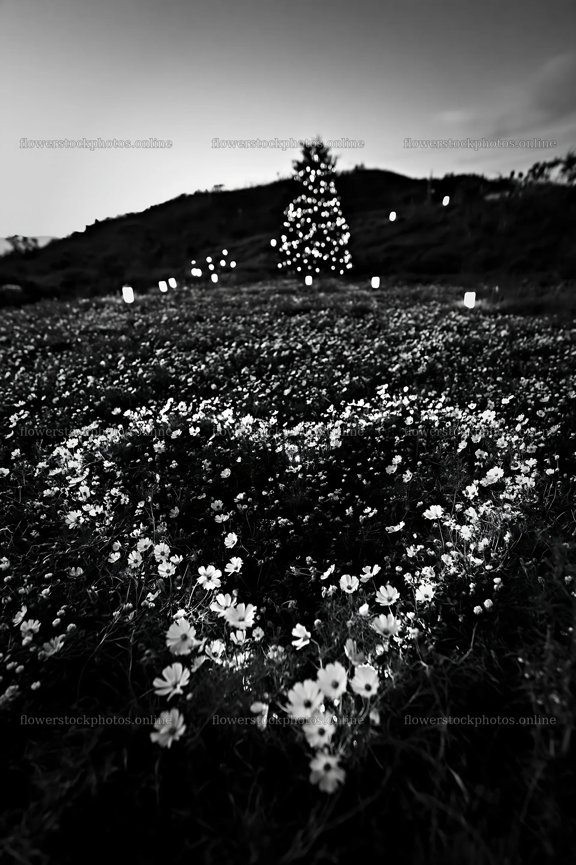 Christmas tree by stream in meadow at dusk – flower stock photos 6480x9722