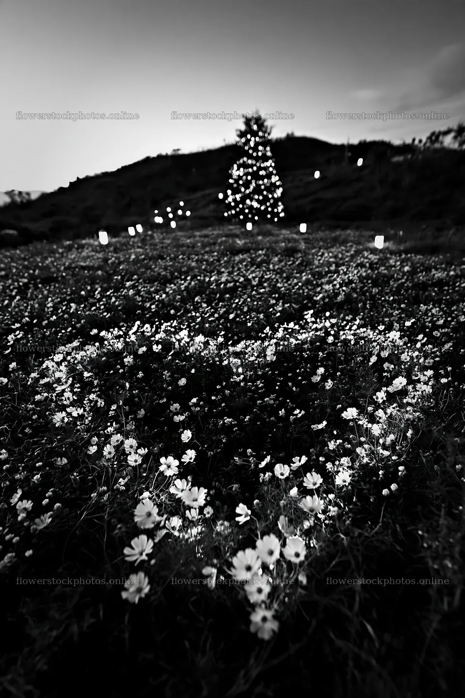 Christmas tree by stream in meadow at dusk – flower stock photos 6480x9722
