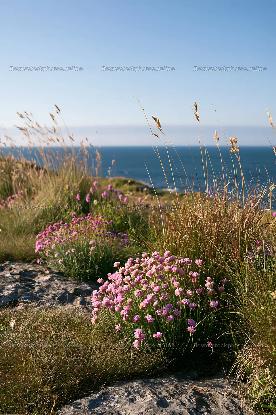 Limestone meadow with wildflowers by the sea – flower stock photos 6480x9722