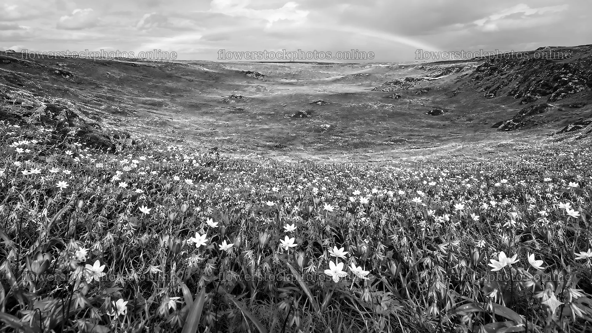 Spring Bulb Flowers Across a Highland Basin – flower stock photos 10324x5812