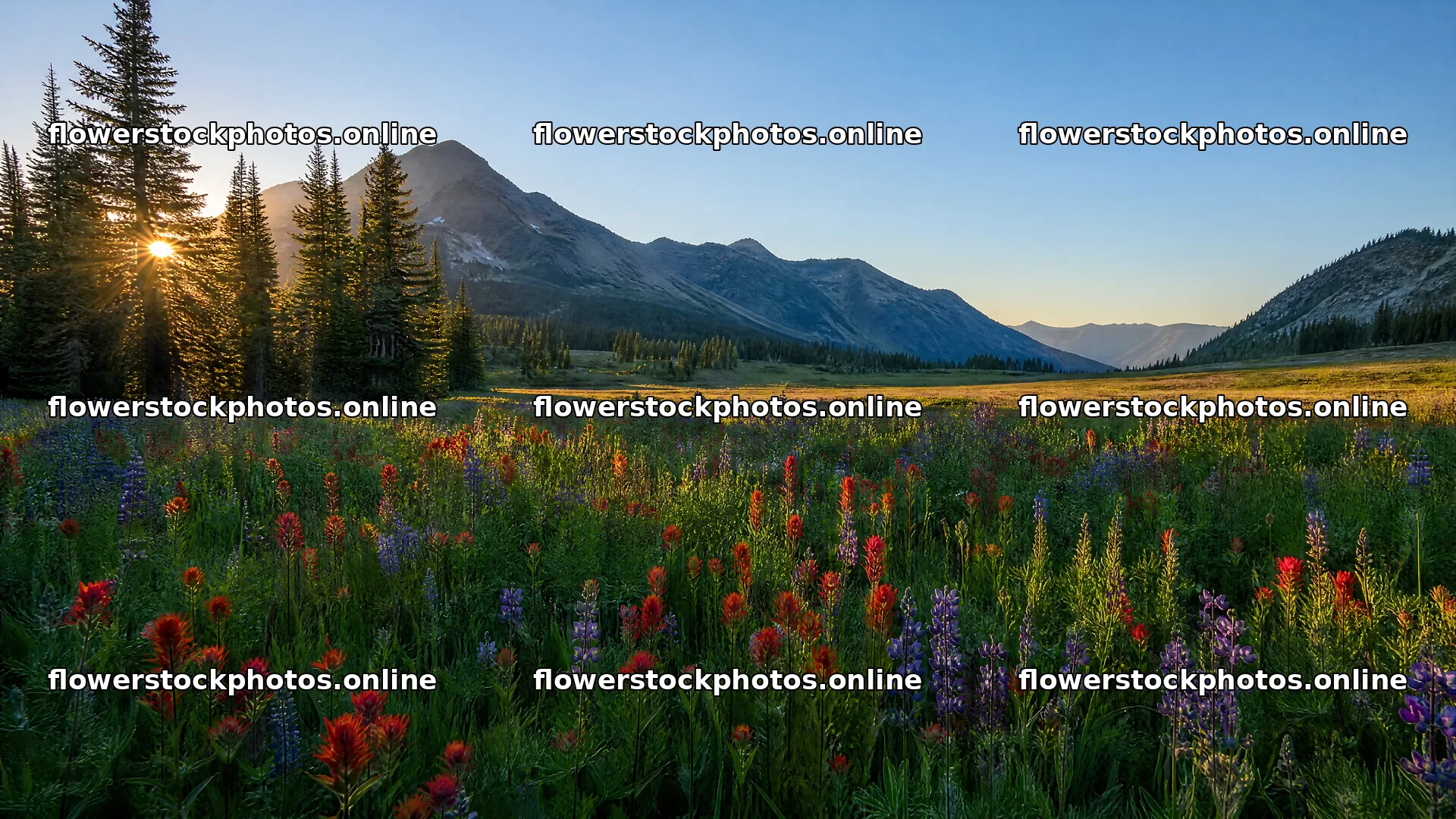 Paintbrush lupine meadow with mountains and trees in the background – flower stock photos 10584x5952