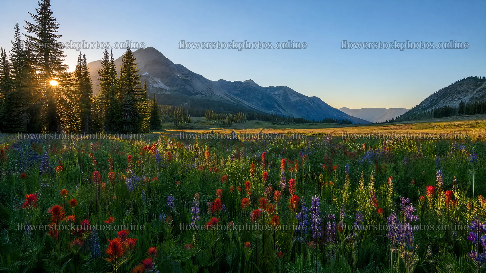 Paintbrush lupine meadow with mountains and trees in the background – flower stock photos 10584x5952