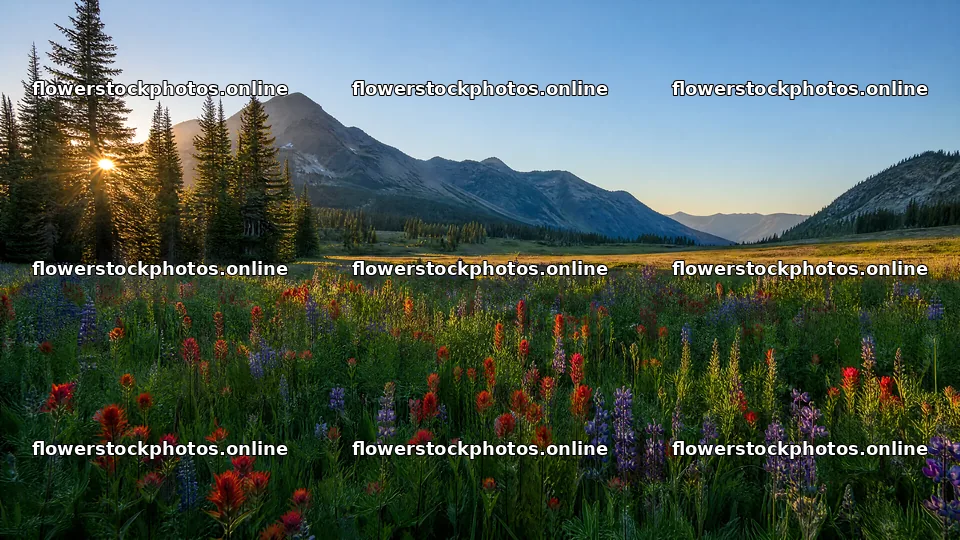Paintbrush lupine meadow with mountains and trees in the background – flower stock photos 10584x5952