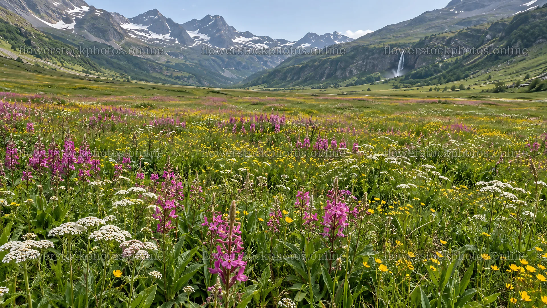 Wildflower Meadow in a Snowy Mountain Valley – flower stock photos 10324x5812