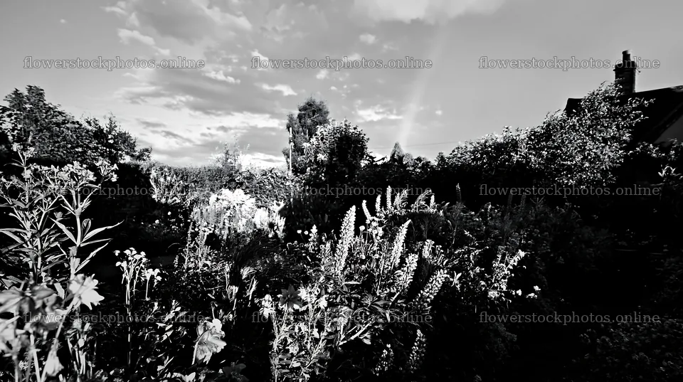 Cottage garden after storm with flowers and rainbow – flower stock photos 10608x5938