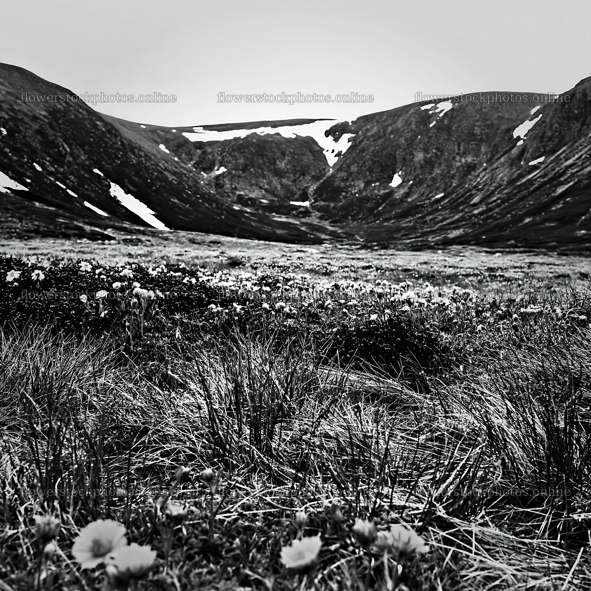 Snowline meadow with flowers and mountain landscape – flower stock photos 7938x7938