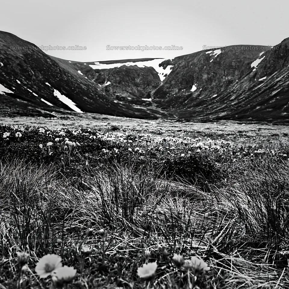 Snowline meadow with flowers and mountain landscape – flower stock photos 7938x7938
