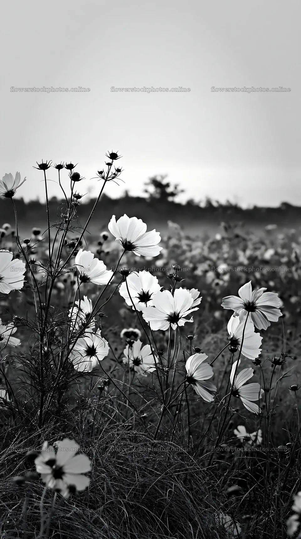 Colorful cosmos meadow with flowers in black and white – flower stock photos 5938x10608