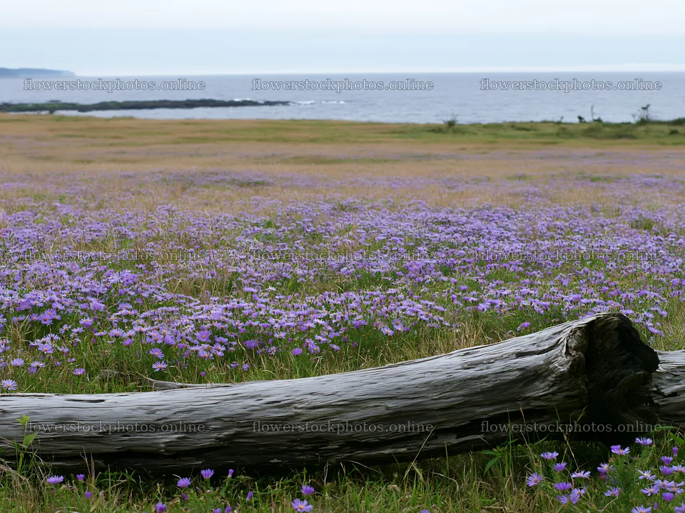 Driftwood in a coastal meadow with flowers in Chiba – flower stock photos 9174x6866