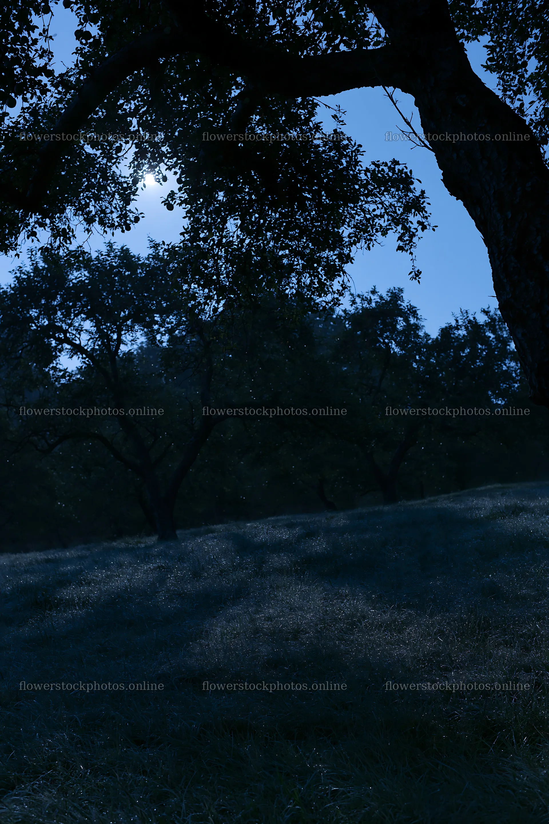 Moody orchard meadow under night sky – flower stock photos 6480x9722