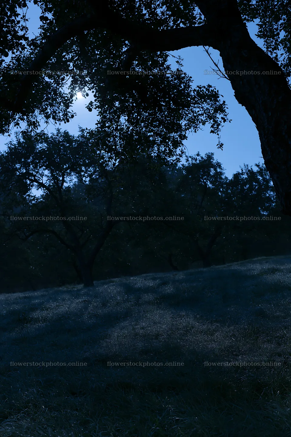 Moody orchard meadow under night sky – flower stock photos 6480x9722