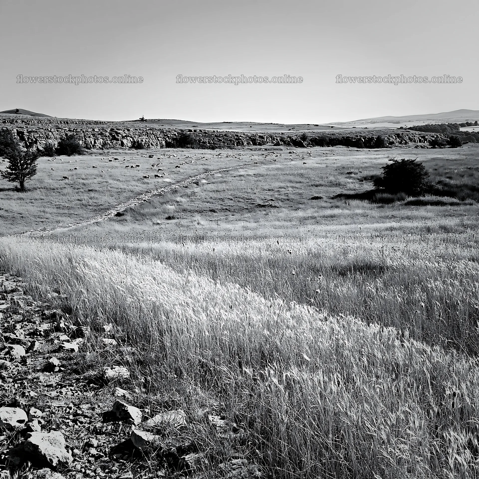 Meadow with seedheads and rocky terrain in black and white – flower stock photos 7938x7938