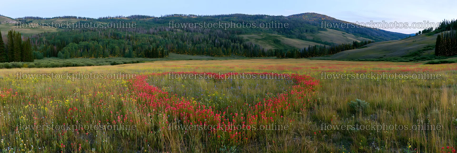 Christmas lights brightening mountain valley meadow – flower stock photos 13690x4602