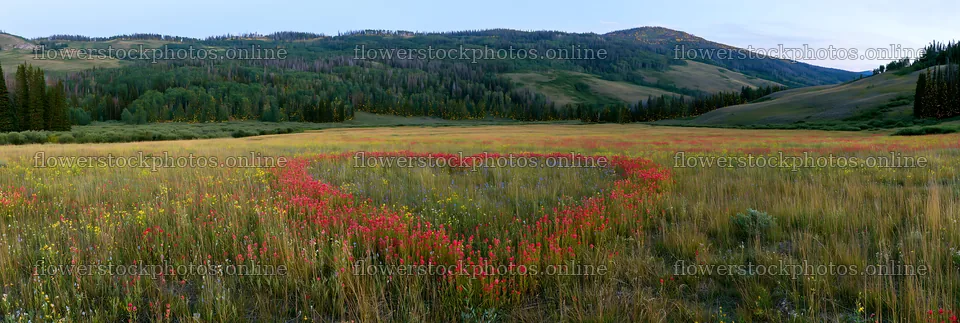 Christmas lights brightening mountain valley meadow – flower stock photos 13690x4602