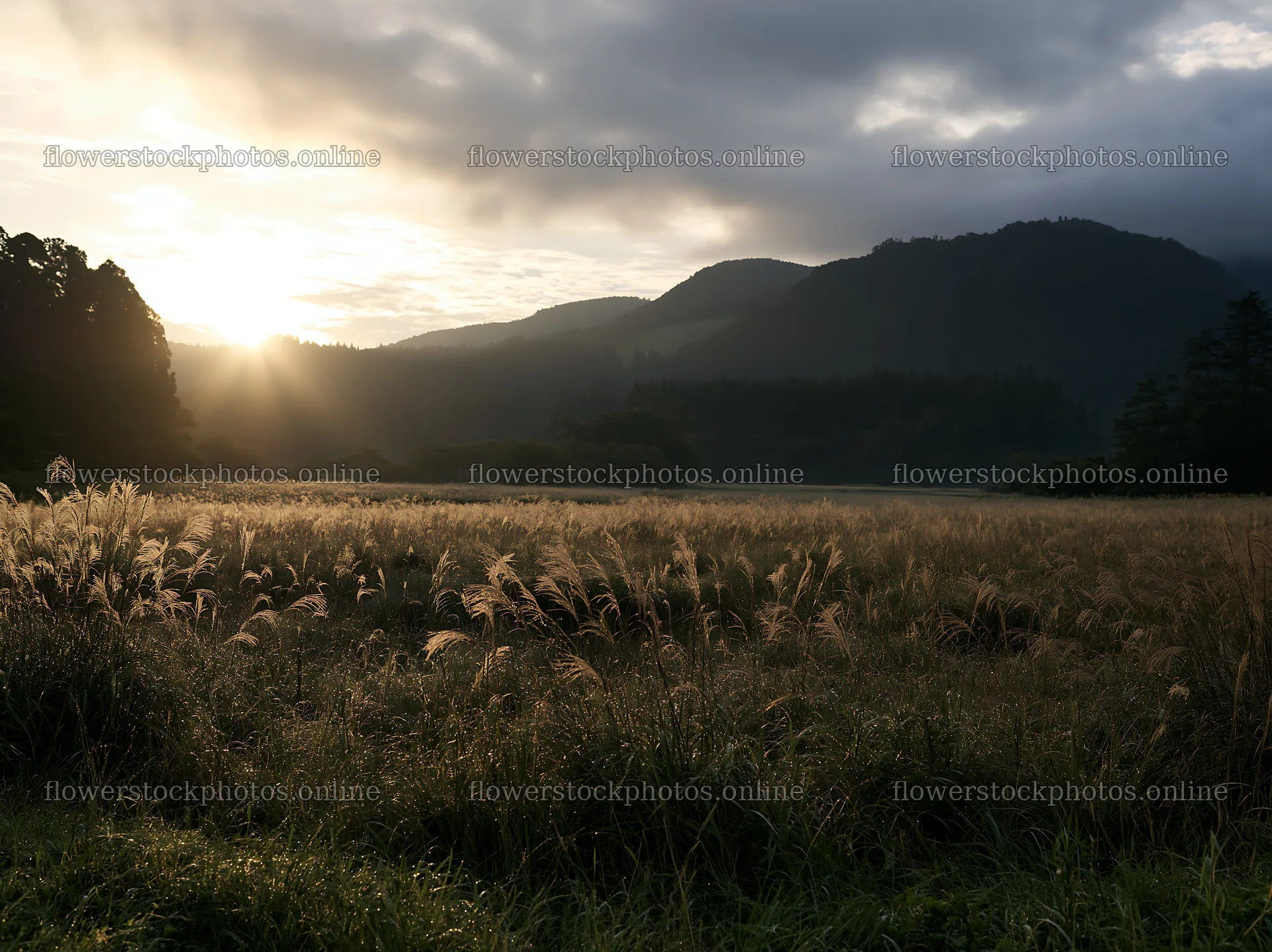 Miyazaki sunrise meadow dew covered sedges create a morning scene – flower stock photos 9174x6866