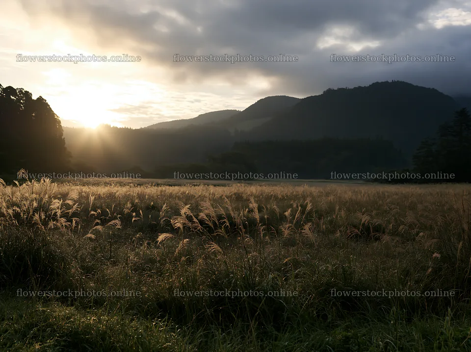 Miyazaki sunrise meadow dew covered sedges create a morning scene – flower stock photos 9174x6866