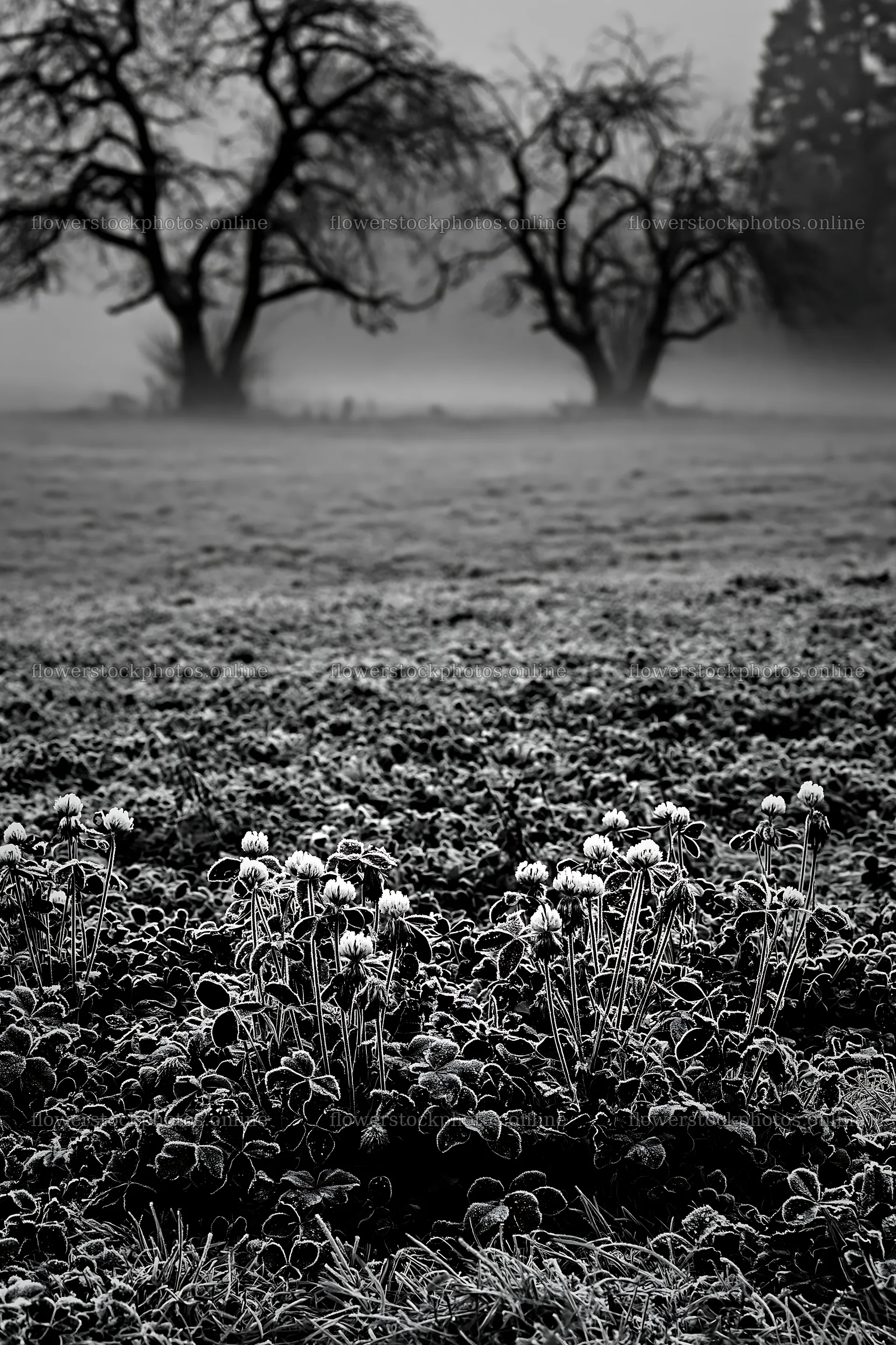 Clover apple meadow with frost and trees in the distance – flower stock photos 6480x9722