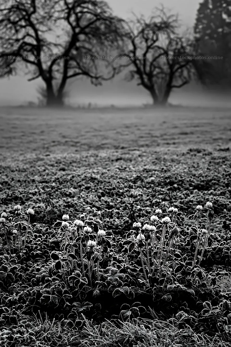 Clover apple meadow with frost and trees in the distance – flower stock photos 6480x9722