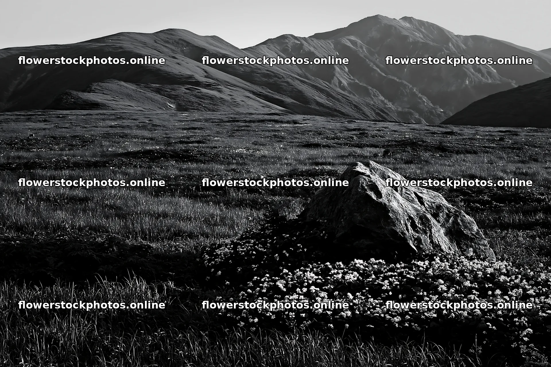 Aomori climate resilient meadow with boulder – flower stock photos 9722x6480