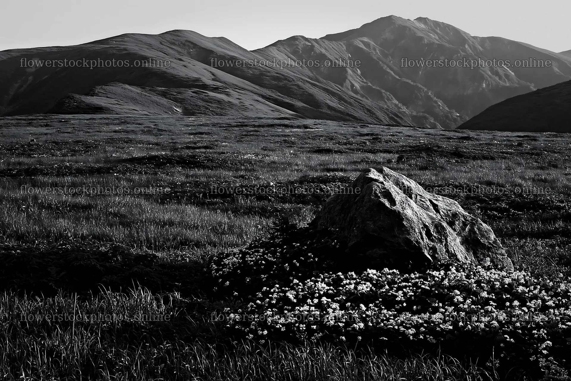 Aomori climate resilient meadow with boulder – flower stock photos 9722x6480