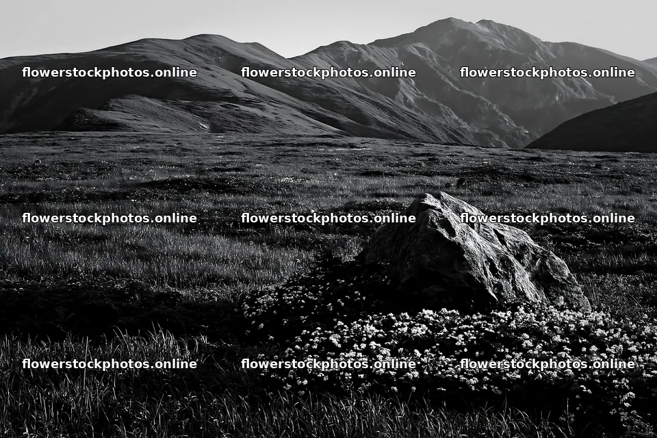 Aomori climate resilient meadow with boulder – flower stock photos 9722x6480
