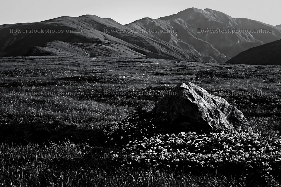 Aomori climate resilient meadow with boulder – flower stock photos 9722x6480