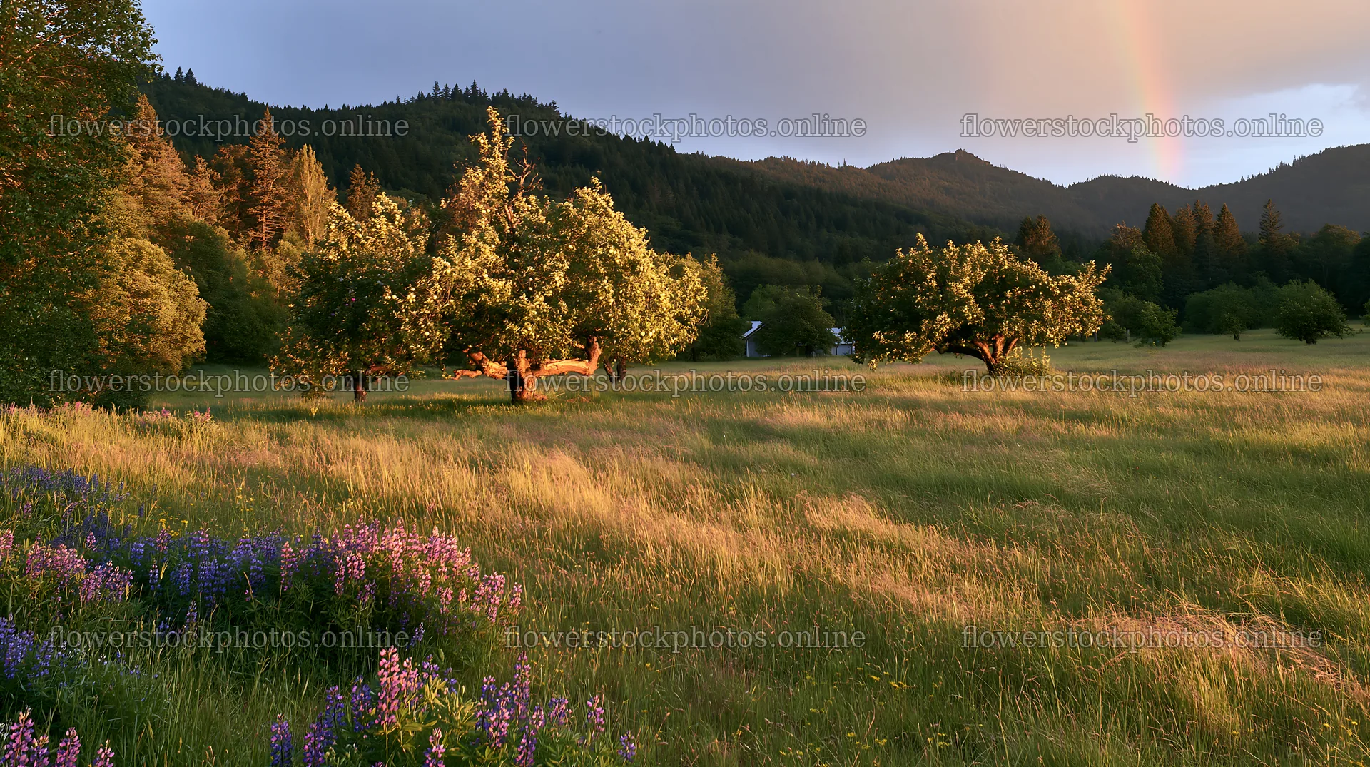 Sunset over apple meadow with flowers in the foreground – flower stock photos 10608x5938