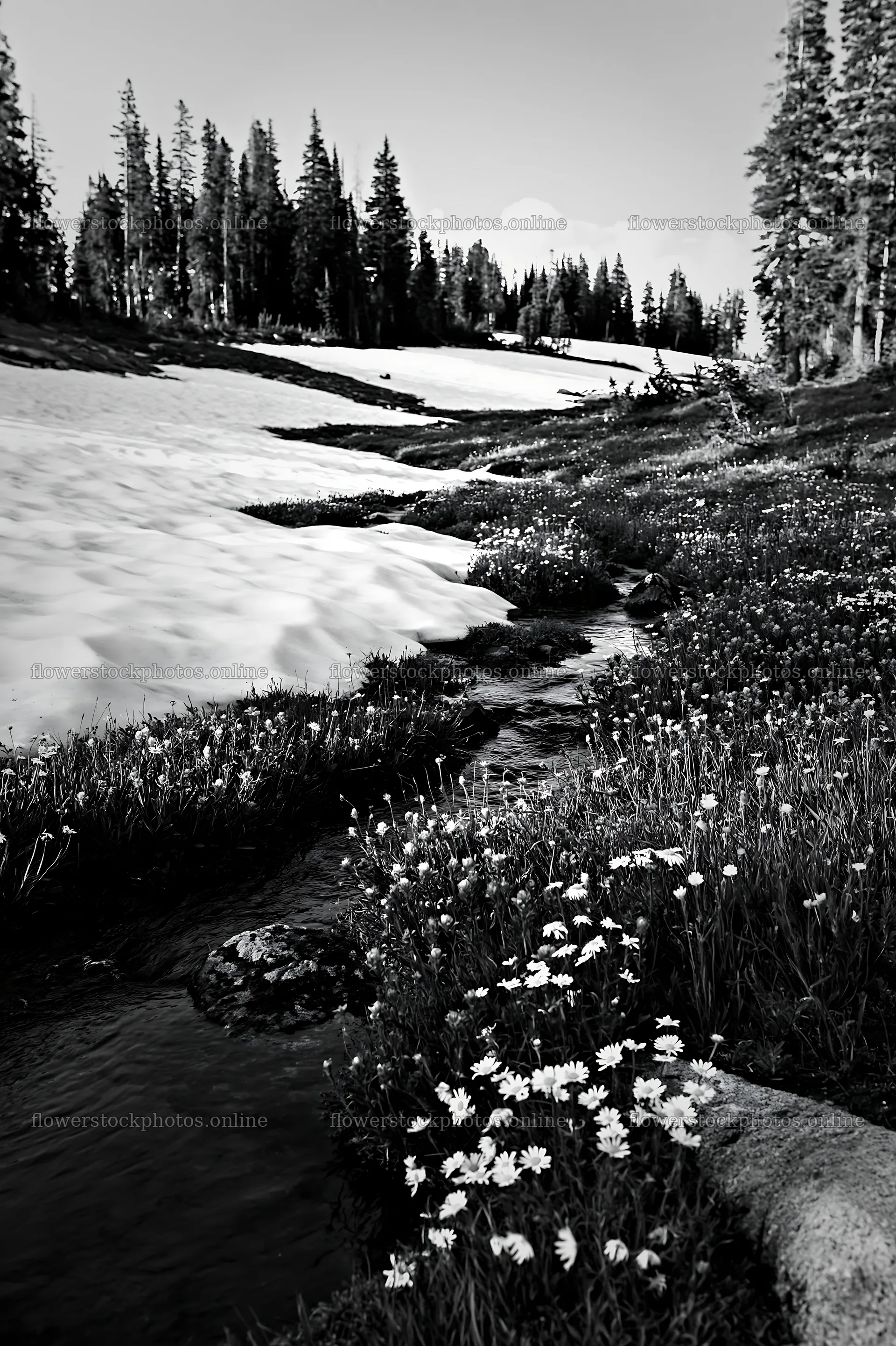 Snow covered meadow in Rocky Mountain Park – flower stock photos 6480x9722