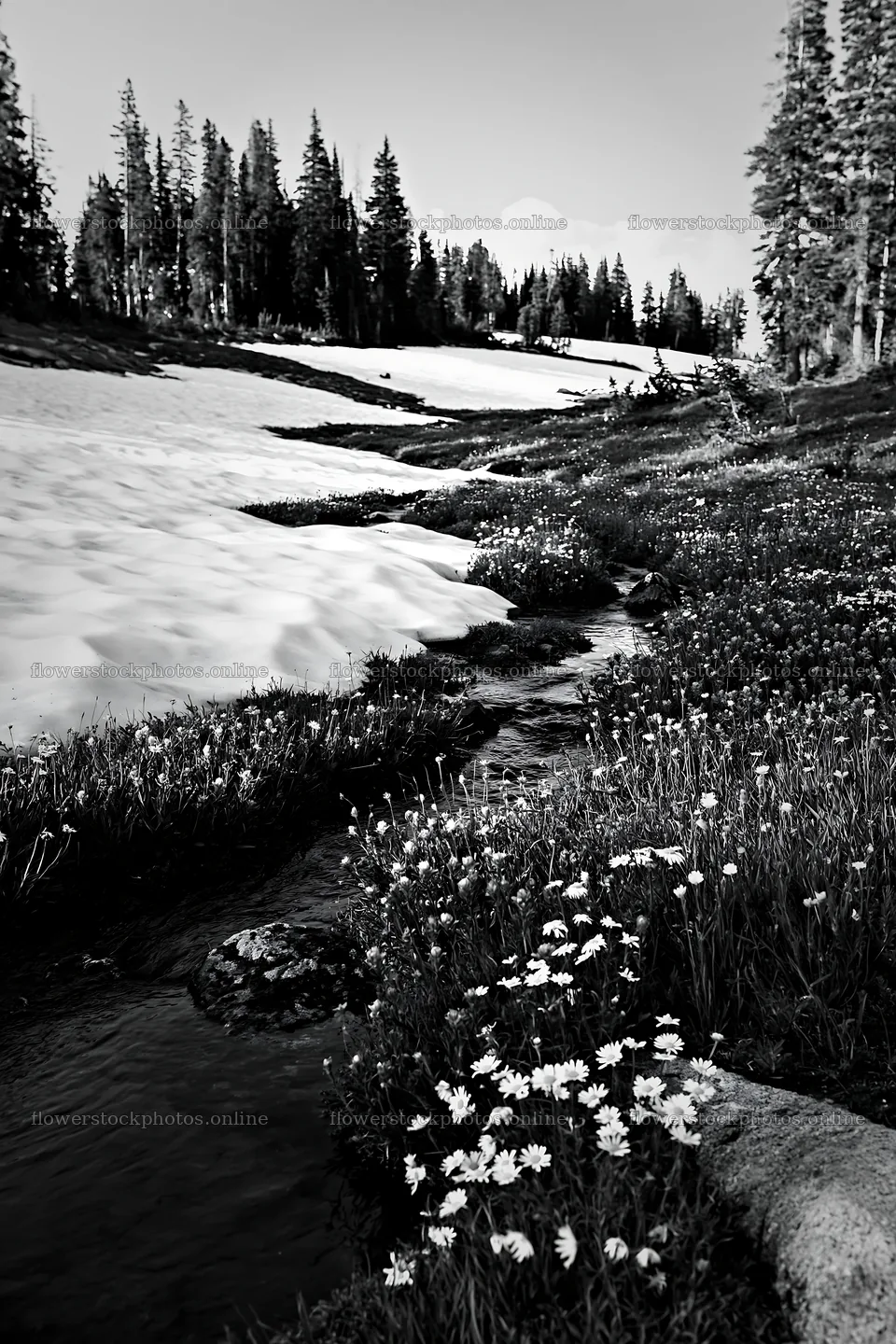 Snow covered meadow in Rocky Mountain Park – flower stock photos 6480x9722