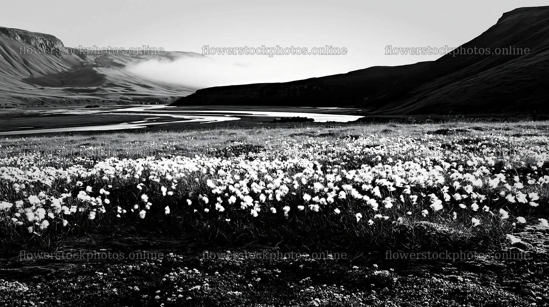 Meadow with seedheads near a river – flower stock photos 10608x5938