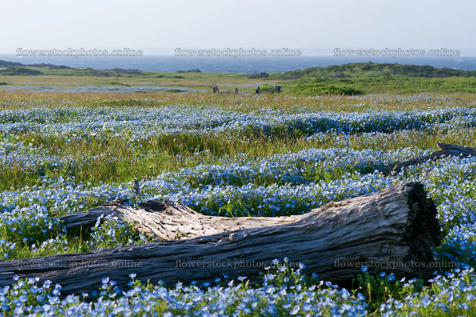 Chiba coastal climate meadow with driftwood in the foreground – flower stock photos 9722x6480