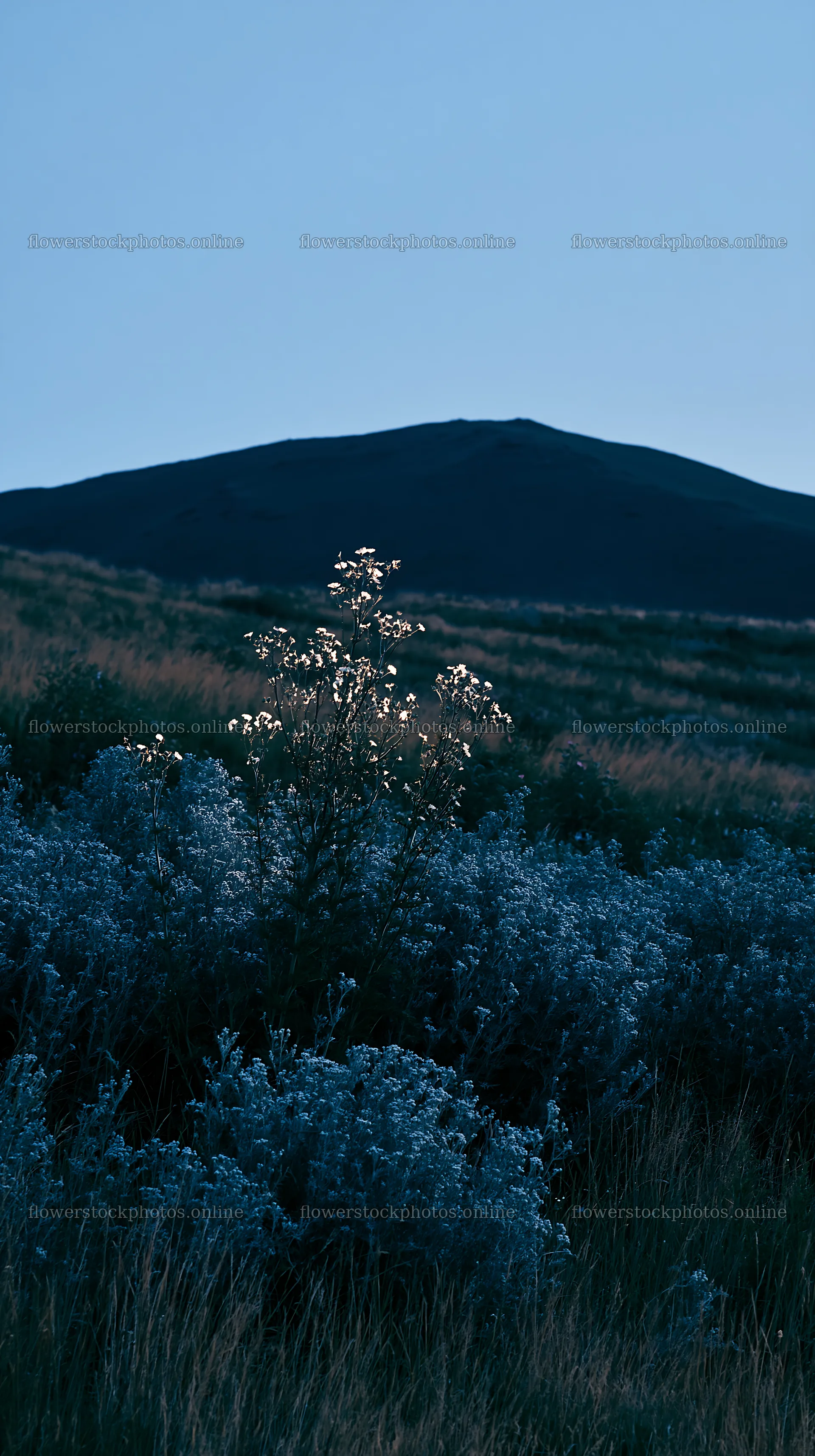 German foothill meadow with flowering plants at dusk – flower stock photos 5938x10608