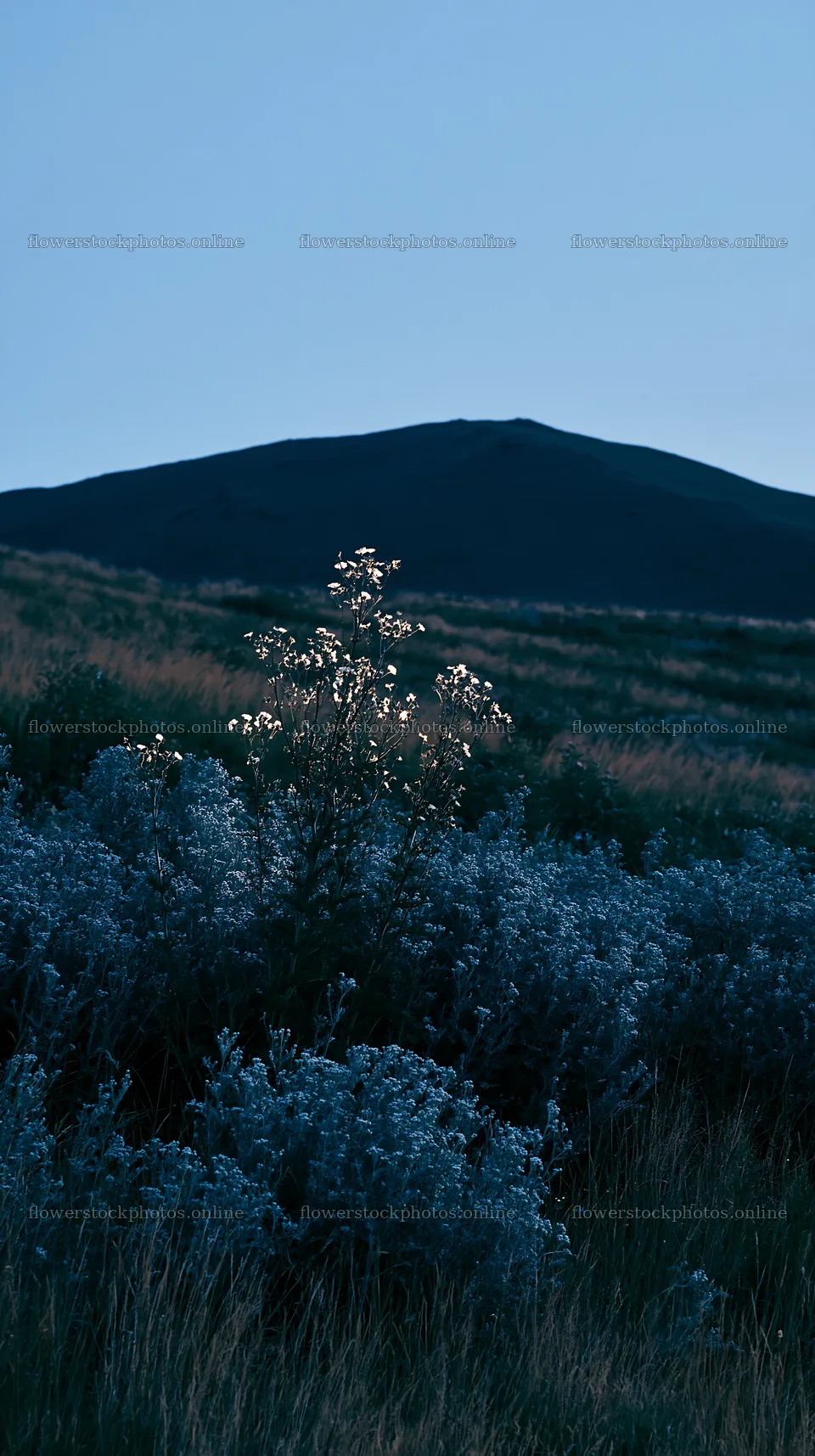German foothill meadow with flowering plants at dusk – flower stock photos 5938x10608