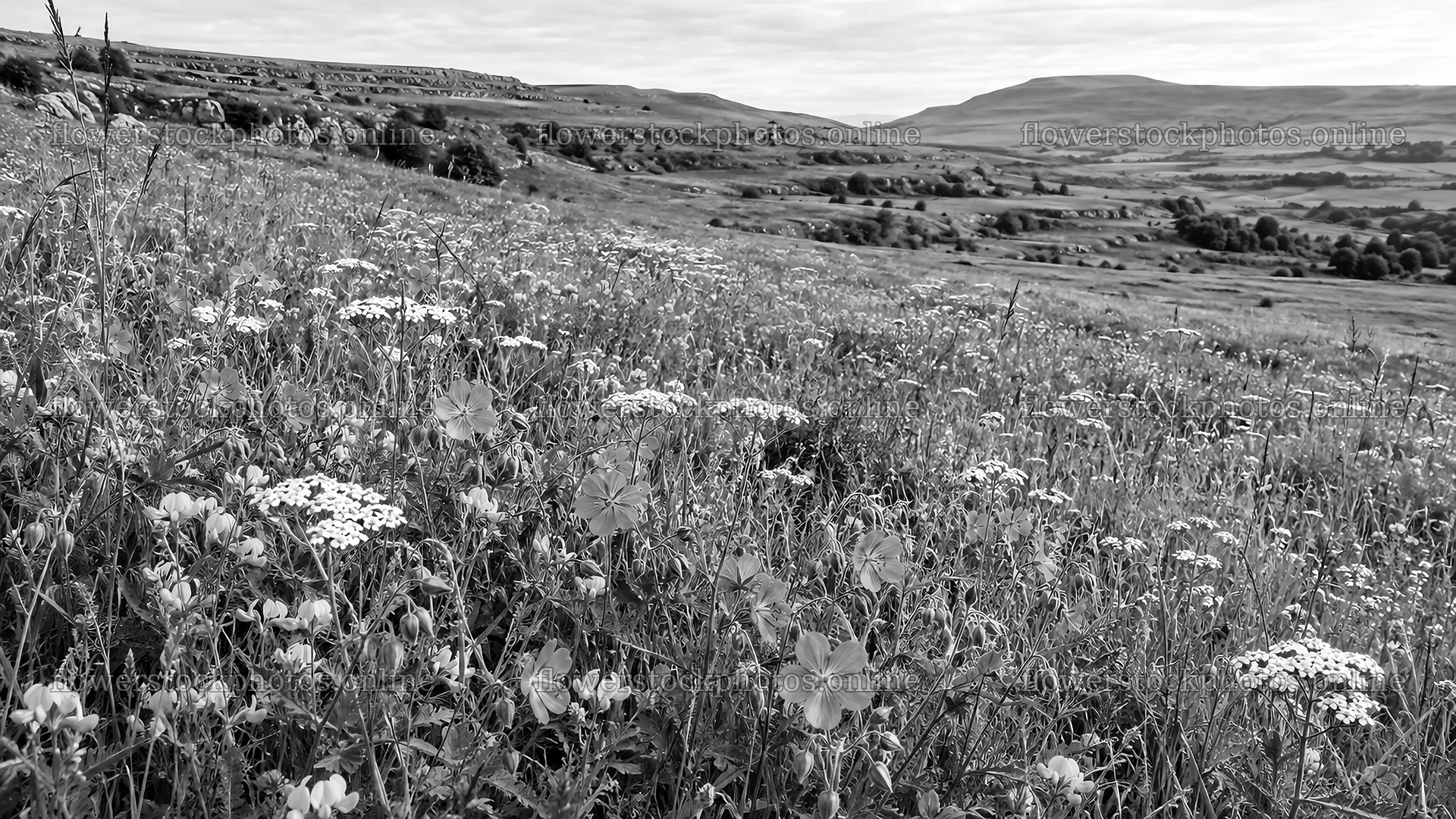 Black and White Wildflower Meadow – flower stock photos 10324x5812